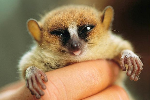 Как учёные находят новых животных: 10 недавно открытых видов Как учёные находят новых животных: 10 недавно открытых видов животные