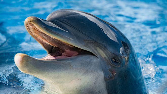 Необычное развлечение дельфинов дельфины