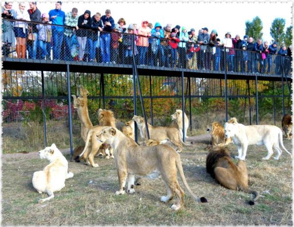 Прогулка со львами в сафари-парке Тайган