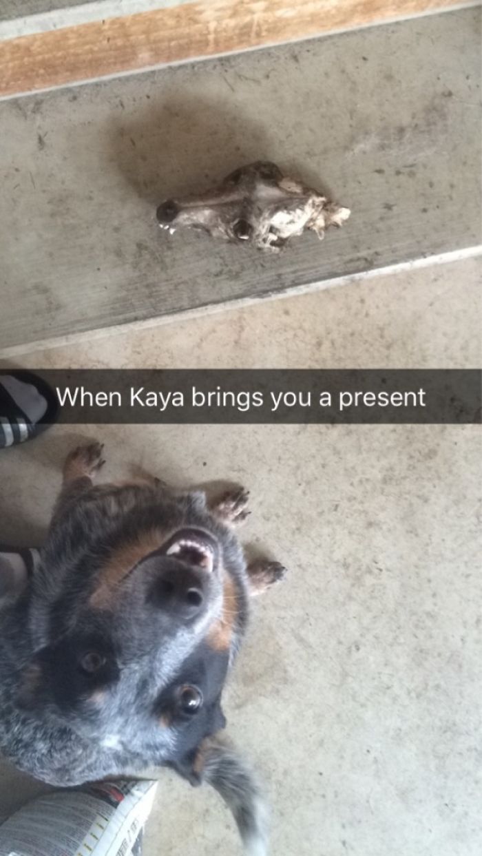 My Dog Gets So Excited When She Brings Me A Gift