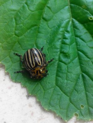 Происхождение, среда обитания и вред колорадского жука вредители,колорадский жук