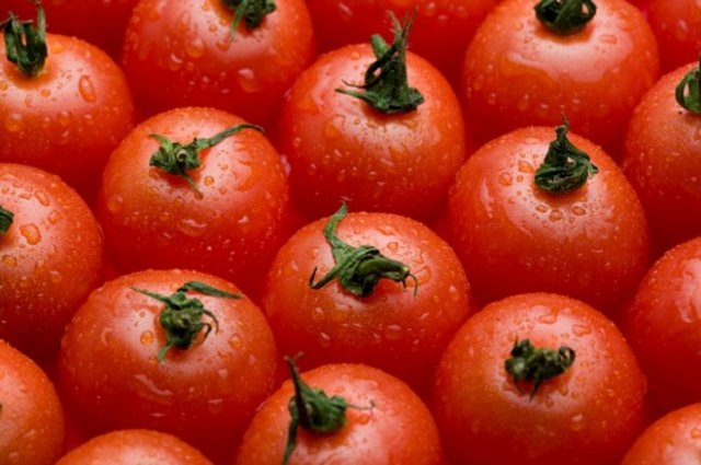 Самые неприхотливые сорта томатов плоды, очень, плодов, урожай, Также, этого, можно, всходов, прекрасно, выращивать, Плоды, помидоры, формы, сорта, гибрид, формировки, хороший, употреблять, свежем, F1Этот