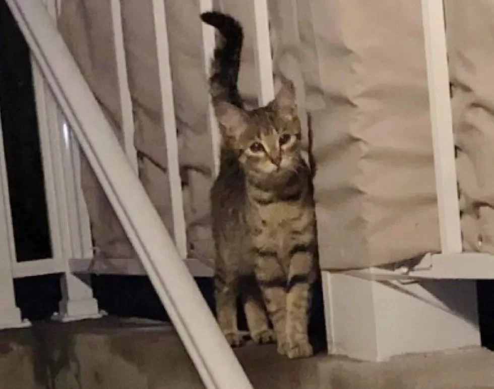 Без кота и жизнь не та