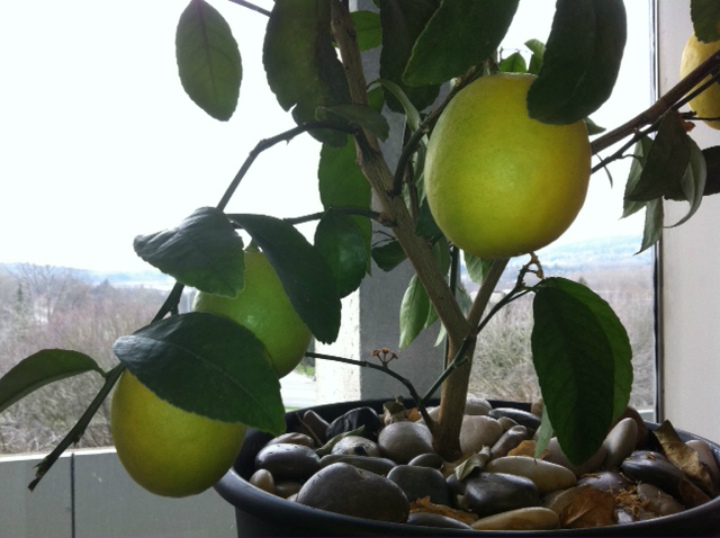 Вырастить лимон в домашних условиях с плодами. Лимон Пандероза. Пандероза лимон косточки. Лимон дома из косточки. Лимонное дерево из косточки.
