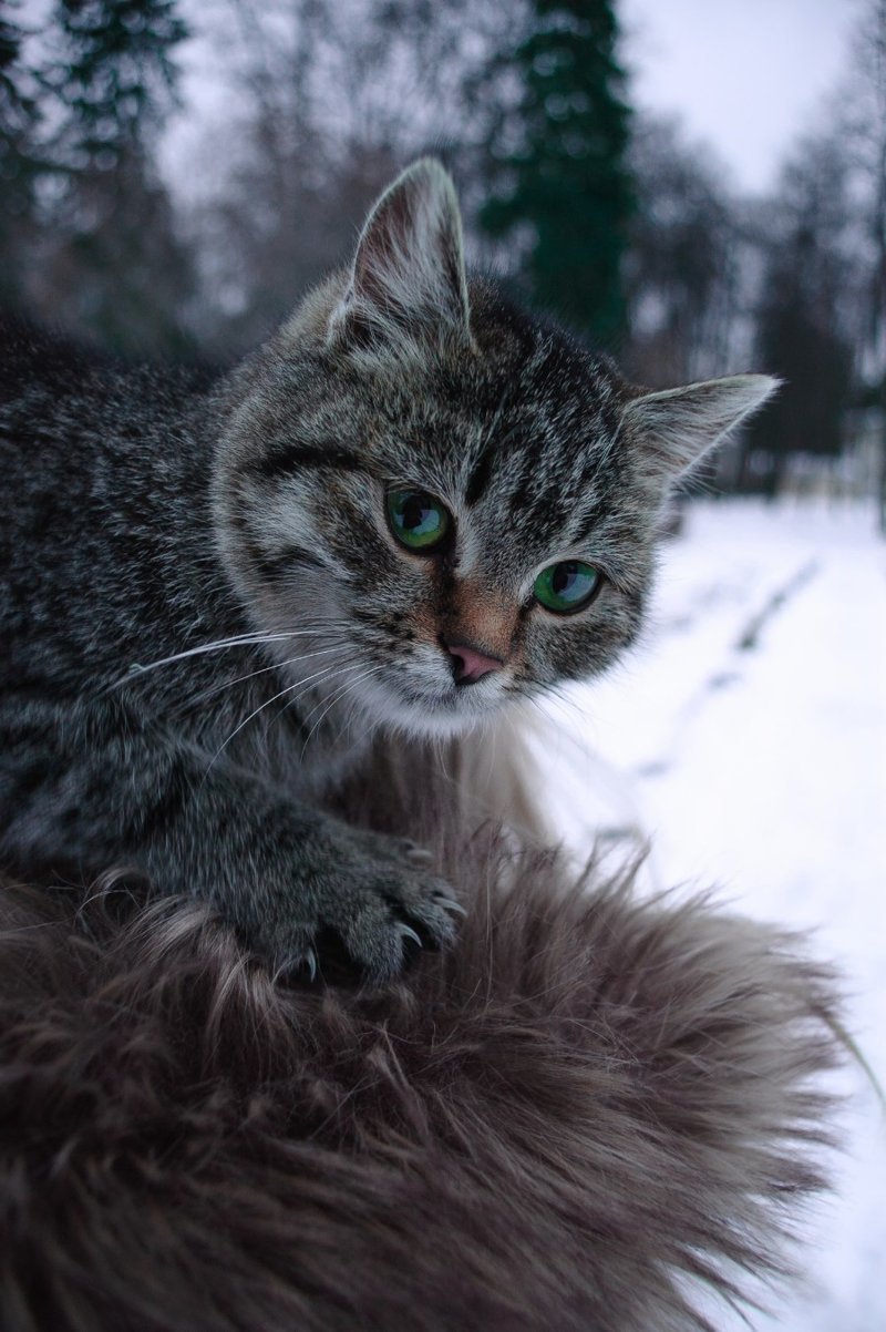 Мурчалки животные, жизнь, киски, коты