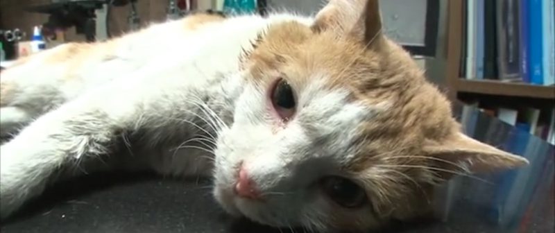 Замурованного в стене кота спасли через два года