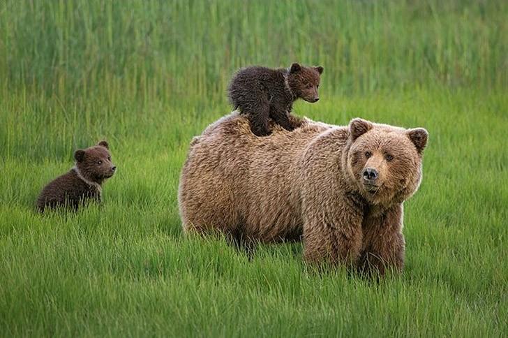 Мишки на севере которые, Арндт, матерью, детеныша, медвежата, вынуждена, играют, прекрасно, детенышей, Когда, отпрыска, единственного, развлекать, постоянно, «Озеро, Кларк» Медведица, национальный, посещают, ежегодно, туристов