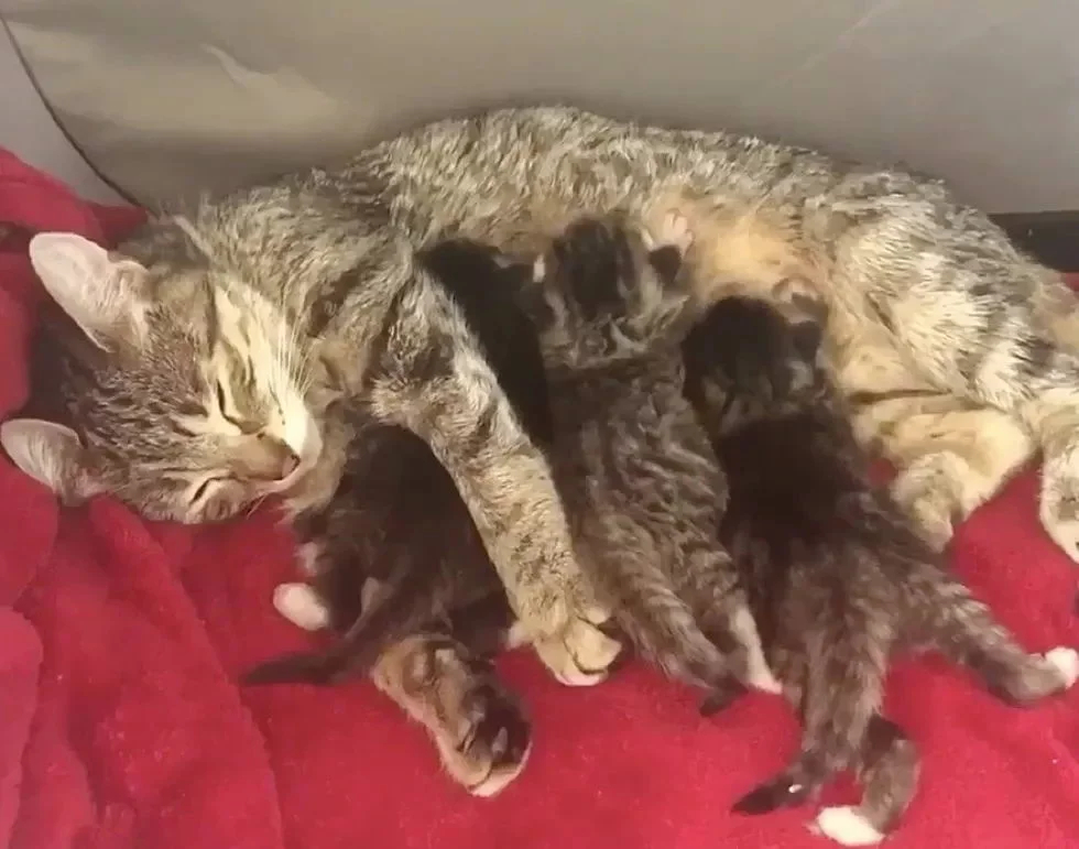 Без кота и жизнь не та