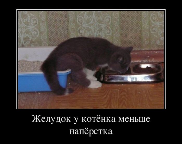 Желудок у котёнка меньше напёрстка