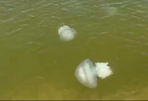 Гигантские медузы «атаковали» пляж Азовского моря на Кубани