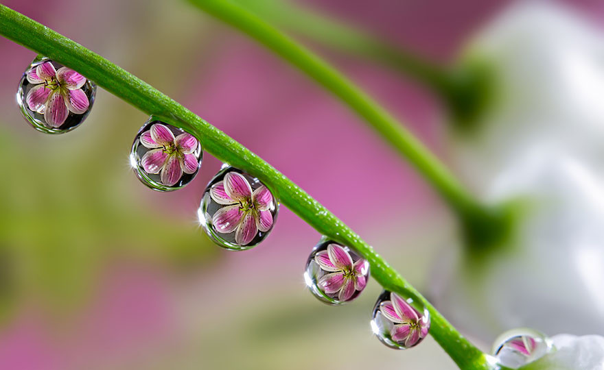 "Капля воды". Макросъемка от Miki Asai  красота, природа, фото