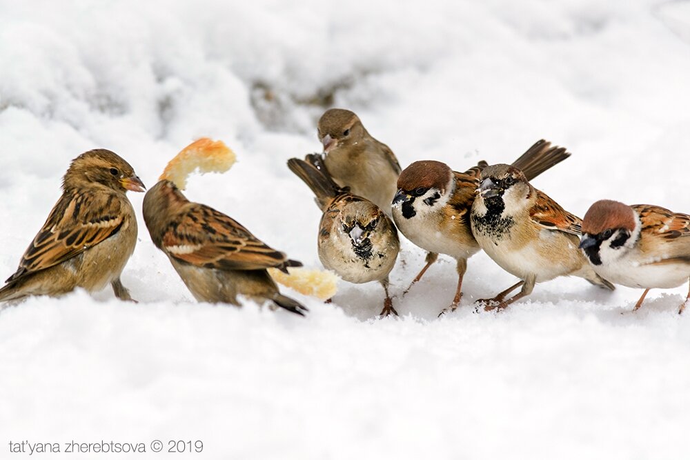 Почему не стоит кормить птиц зимой. Альтернативное мнение животные,природа,экология