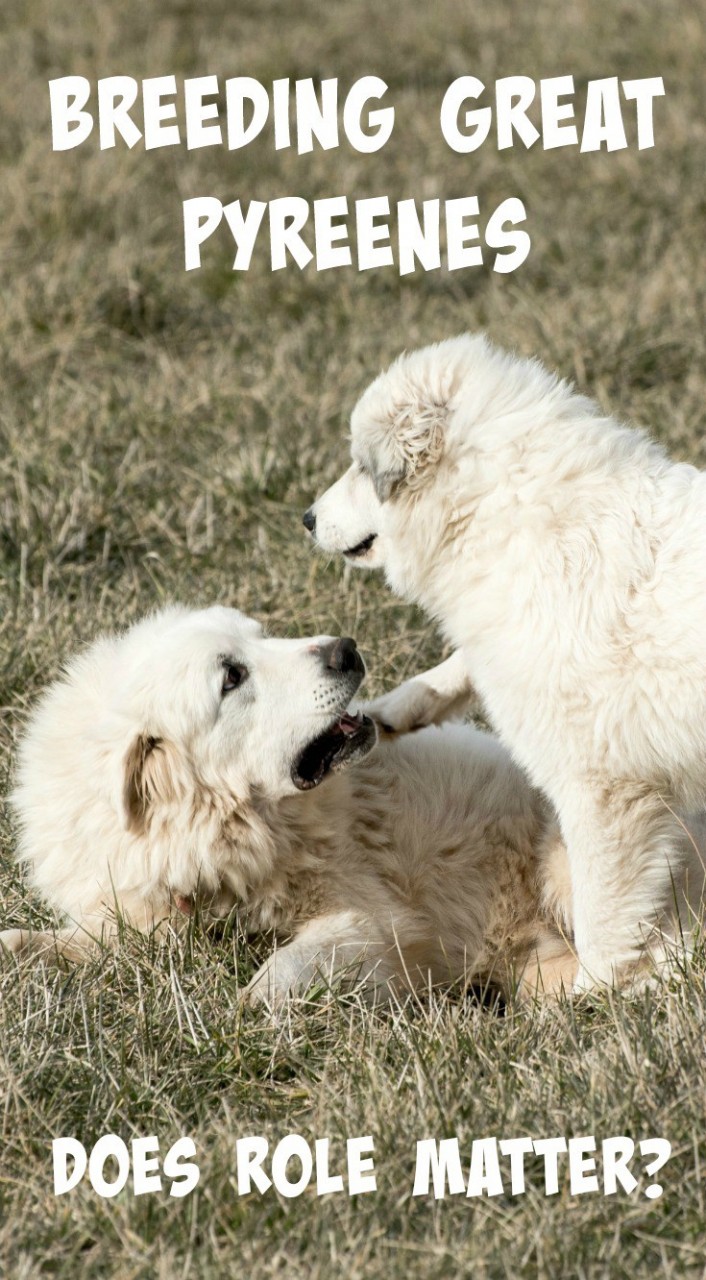 Pet, show dog, or livestock guardian - does the breeding make a difference? Here's some tips for choosing a responsible Great Pyrenees breeder.