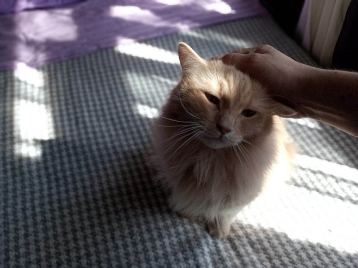 Мурлыканье - не только милая, но и полезная особенность кошек (фото автора)