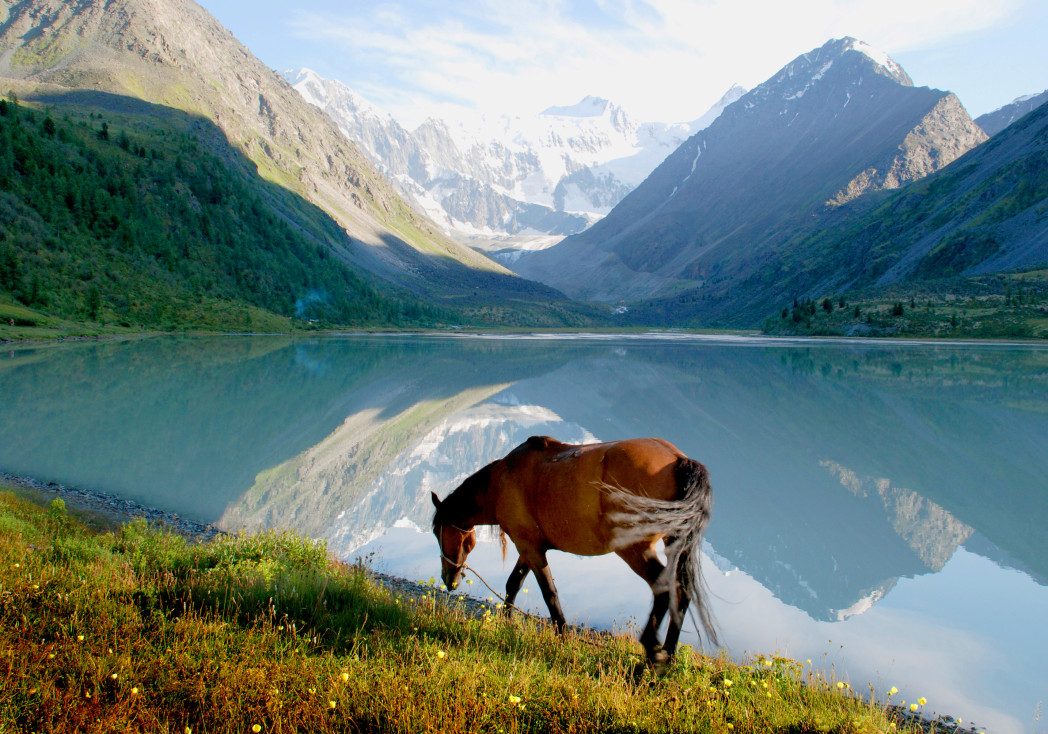 Лошадь пасется у Аккемского озера в Алтайских горах, Россия