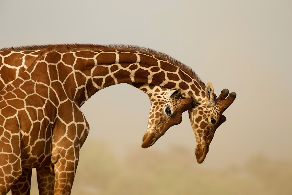 Жирафы в Национальном заповеднике Самбуру, Кения