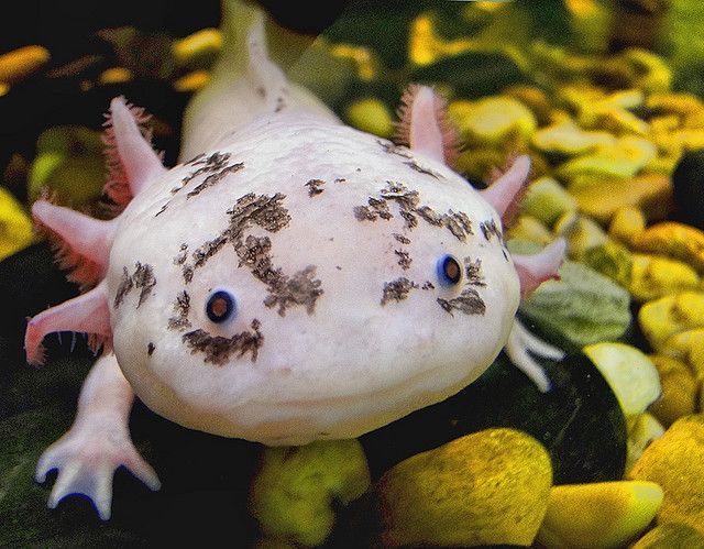 Мексиканский аксолотль (Ambystoma mexicanum) 