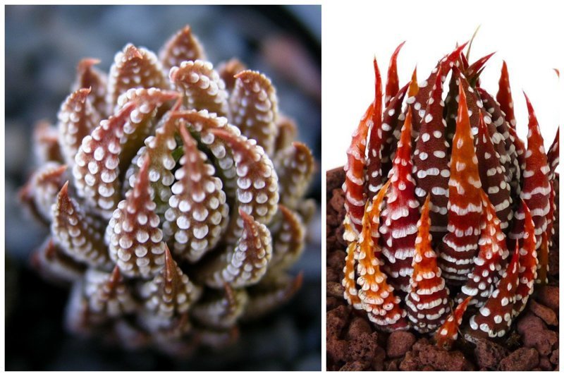 Haworthia reinwardtii var. reinwardtii by petricho еще называют осьминожкой. Похоже, не правда ли? интересное, красиво, природа, растения, удивительно, факты