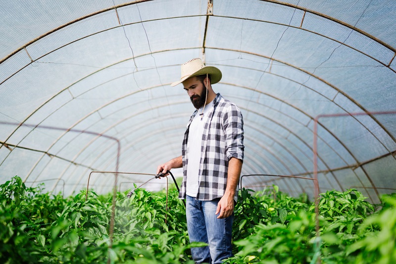 Сода в помощь огороду! Сода в помощь огороду!