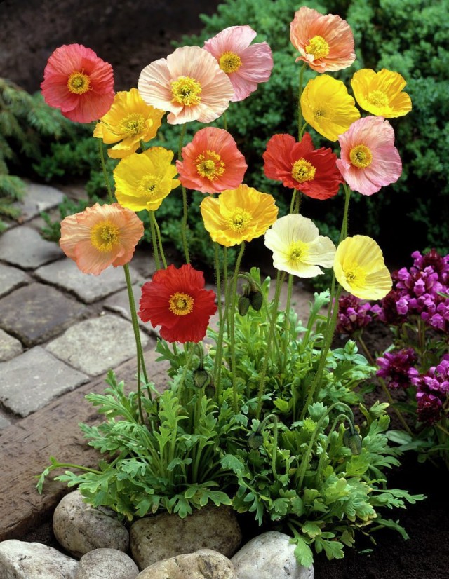 Мак голостебельный (Papaver nudicaule)