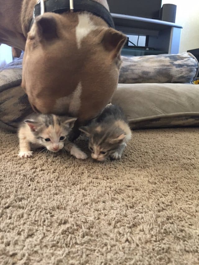 pitbul3-min