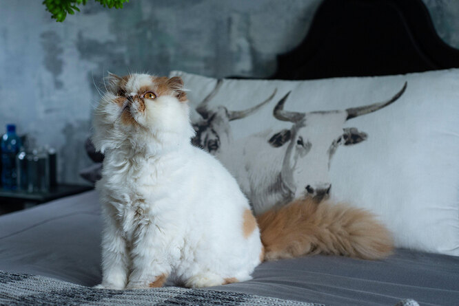 Персидская кошка