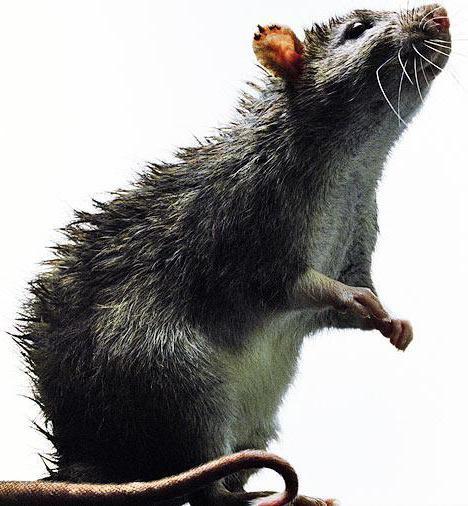 Афганская крыса — правда или вымысел?