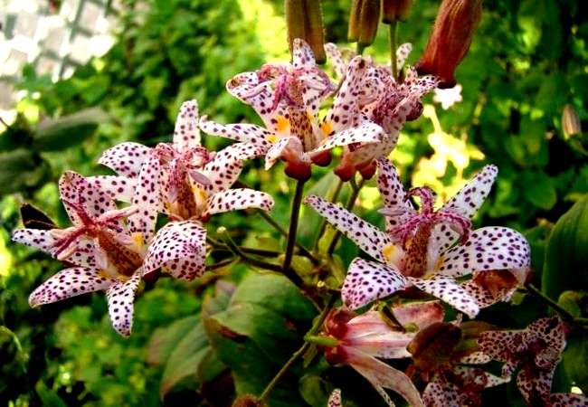 Размножение орхидеи трициртис
