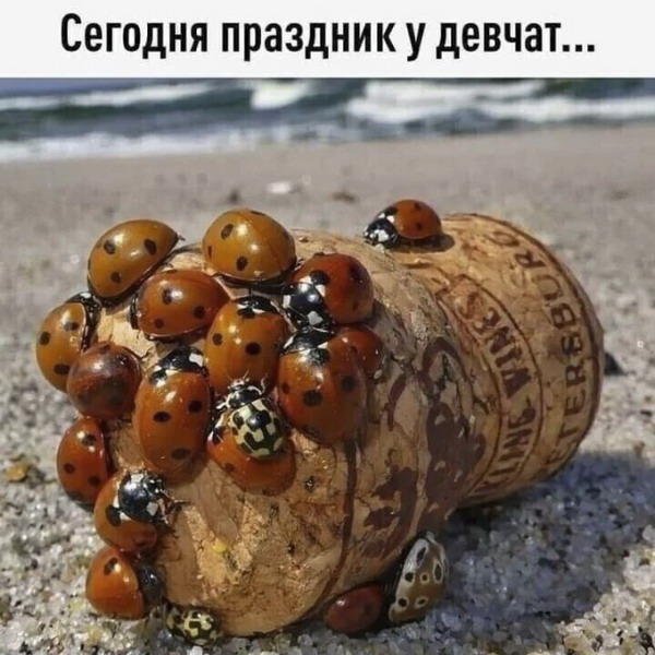 Смешное зверьё 