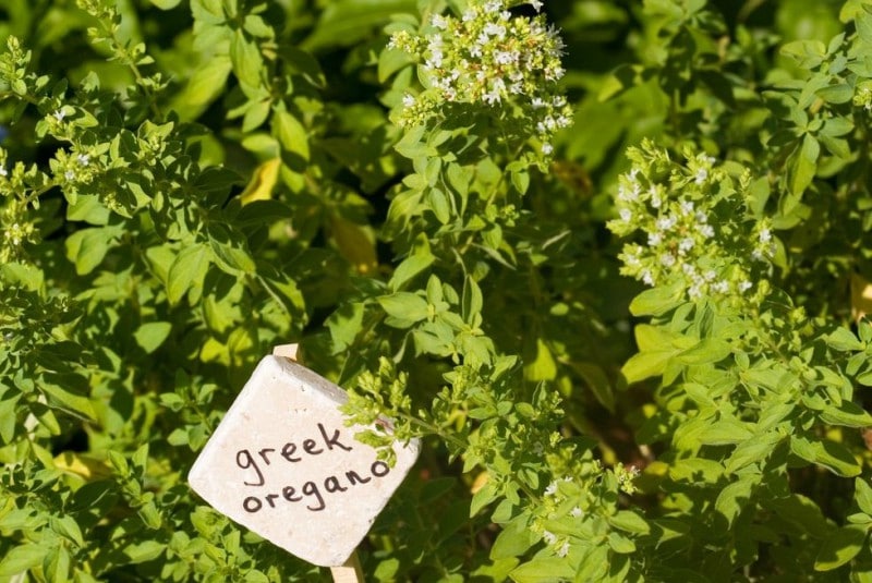 Origanum vulgare subsp. Hirtum Origanum vulgare subsp. Hirtum