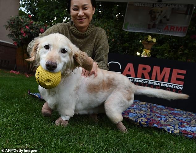 Золотистый ретривер потерял все четыре лапы, но теперь он помогает людям, потерявшим руки или ноги Золотистый ретривер потерял все четыре лапы, но теперь он помогает людям, потерявшим руки или ноги питомцы