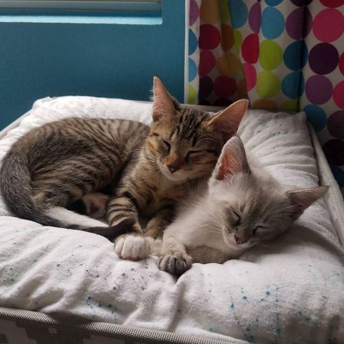 Без кота и жизнь не та