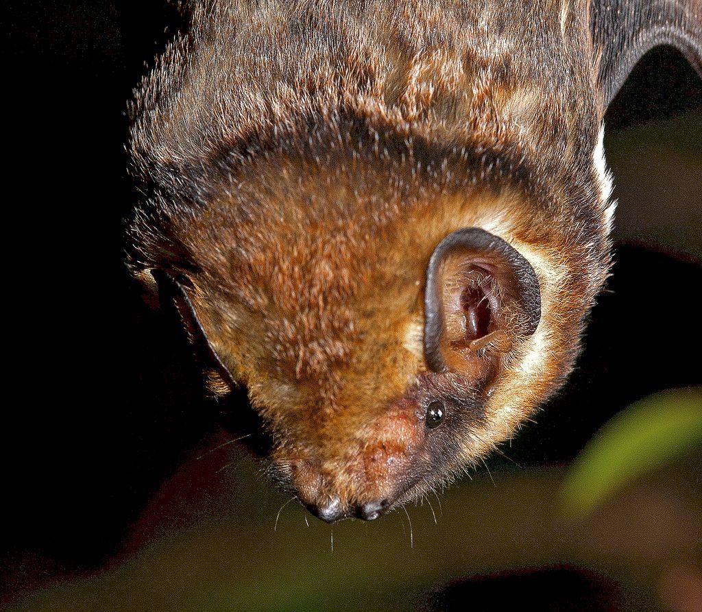 Гавайская пепельная летучая мышь (Lasiurus cinereus semotus) 