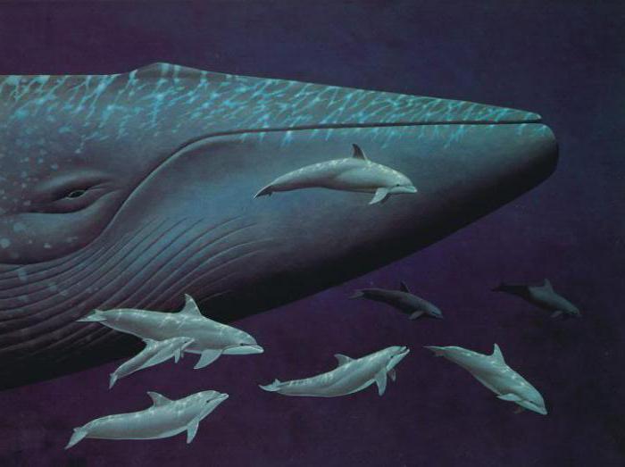 Белый и синий киты: размеры. Самый большой кит: размеры