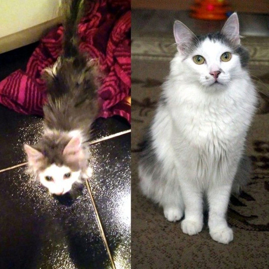 Появление Петьки семья не планировала. Котенок, плакавший в подъезде, изменил жизнь людей к лучшему