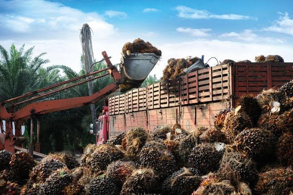 Вред пальмового масла для человека и природы