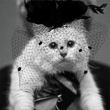 Любимая кошка Карла Лагерфельда Шупетт высказалась по поводу его смерти Любимая кошка Карла Лагерфельда Шупетт высказалась по поводу его смерти Звезды / Новости о звездах