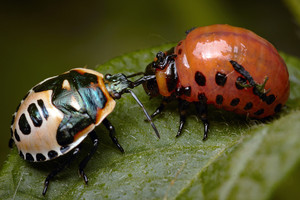 Происхождение, среда обитания и вред колорадского жука вредители,колорадский жук