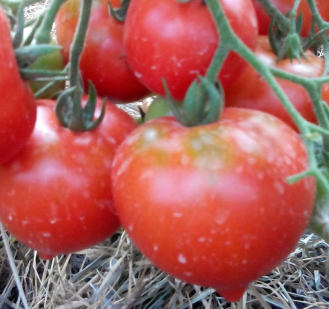 Лучшие томаты для открытого. Кистевые томаты высокоурожайные гибриды. Лучшие сорта томатов для открытого грунта в Черноземье высокорослые. Гибрид помидора сорт Урожайный. Крупноплодные кистевые томаты.