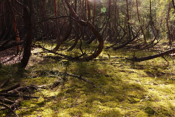 Пьяный лес в Рязанской области аномалии