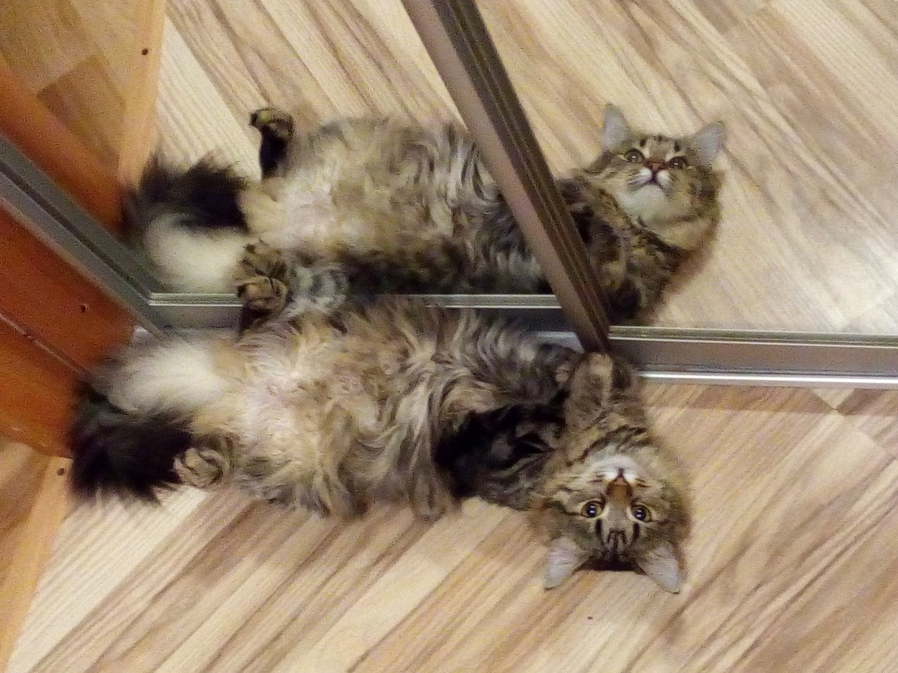 кошка у зеркала