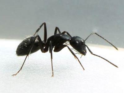 муравей черный