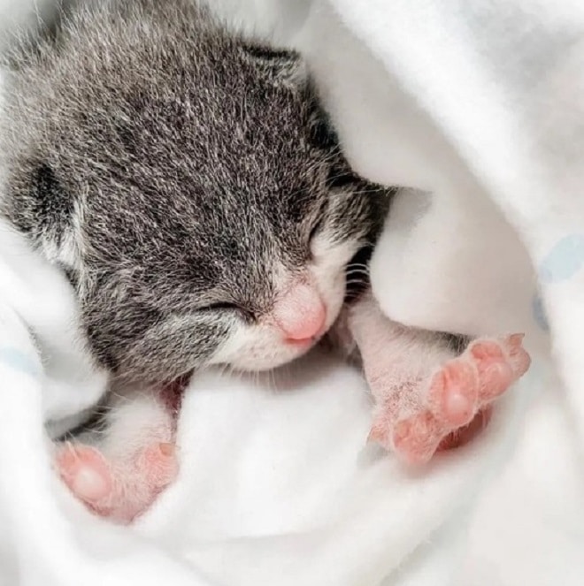 Спящий котенок