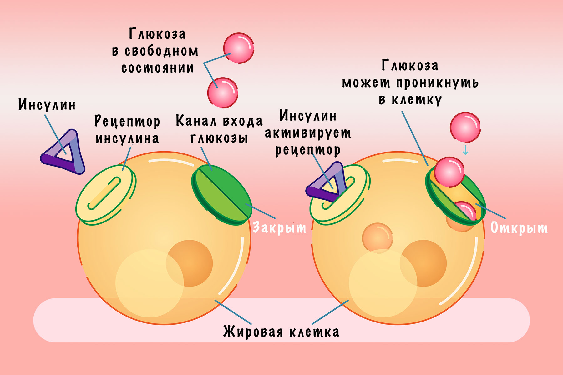Как инсулин влияет на вес тела?