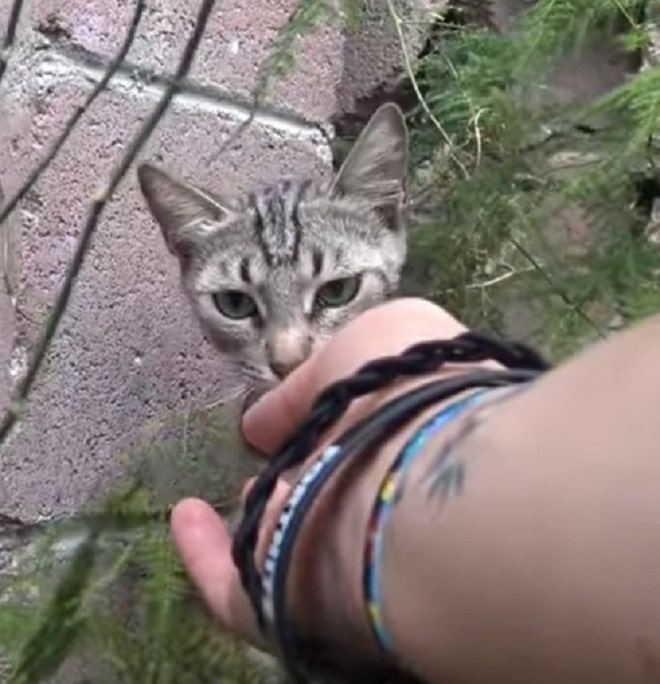 Котенок и рука