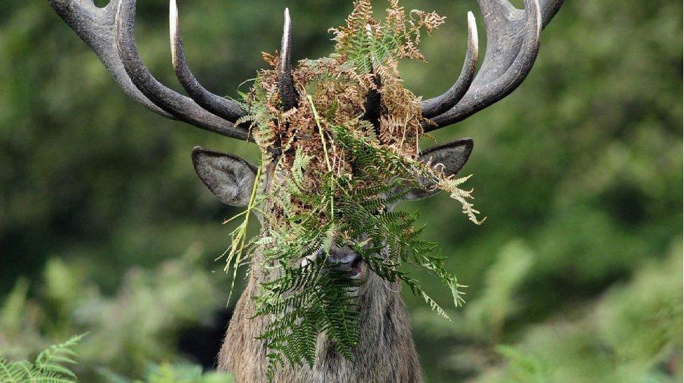Уморительные обитатели леса: самые смешные фото дикой природы
