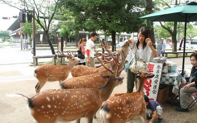 город оленей