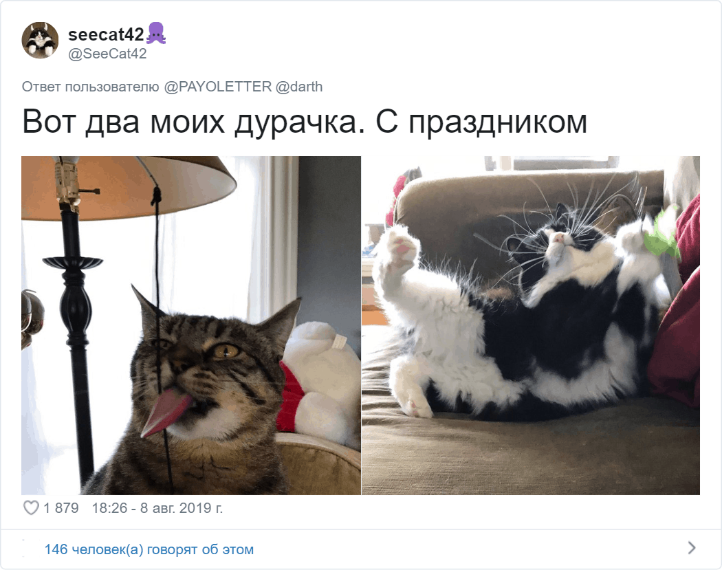 Владельцы котов поделились фото своих питомцев, для которых странность — вторая натура животные,коты,юмор и курьезы