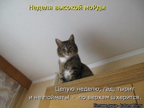 Свежая котоматрица (29 фото)
