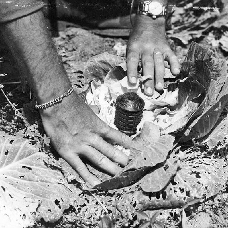 Заминированная японскими войсками капуста. Использована граната тип 97. Окинава, апрель 1945 года. история, ретро, фото